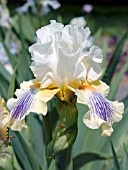 IRIS GERMANICA EXPOSE