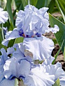 IRIS GERMANICA FRIENDLY SEAS