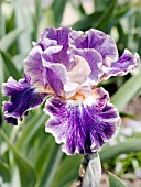 IRIS GERMANICA YOUNG PRINCE