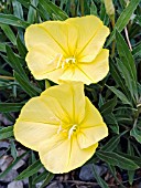 OENOTHERA MACROCARPA FREMONTII,  (FREMONTS EVENING PRIMROSE)