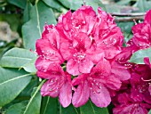 RHODODENDRON AMERICA