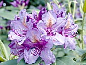 RHODODENDRON LEES DARK PURPLE