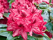 RHODODENDRON NOVA ZEMBLA