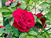 ROSA LINDA CAMPBELL