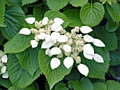 SCHIZOPHRAGMA HYDRANGEOIDES