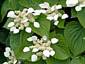 SCHIZOPHRAGMA HYDRANGEOIDES