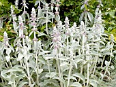 STACHYS BYZANTINA (LAMBS EARS)