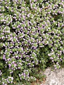 THYMUS PSEUDOLANUGINOSUS (WOOLY THYME)