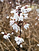 ABELIOPHYLLUM DISTICHUM (WHITE FORSYTHIA)