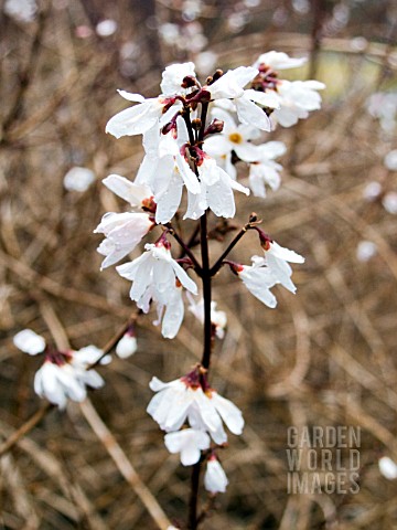 ABELIOPHYLLUM_DISTICHUM_WHITE_FORSYTHIA