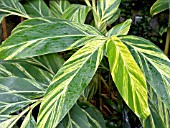 ALPINIA ZERUMBET VARIEGATA