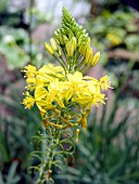 BULBINE FRUTESCENS HALLMARK