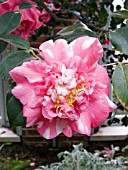 CAMELLIA JAPONICA CHANDLERI ELEGANS