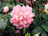 CAMELLIA JAPONICA JULIA WILSON