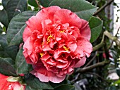 CAMELLIA JAPONICA KRAMERS SUPREME