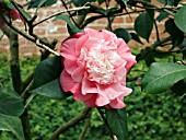 CAMELLIA JAPONICA TIFFANY