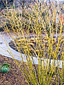 CORNUS STOLONIFERA FLAVIRAMEA,  (YELLOW STEMMED DOGWOOD),  SEE ALSO C. SERICEA FLAVIRAMEA.