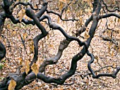 CORYLUS AVELLANA CONTORTA,  (CORKSCREW HAZEL)