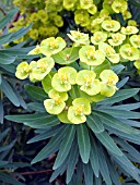 EUPHORBIA DENDROIDES,  (TREE SPURGE)