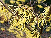 HAMAMELIS INTERMEDIA ARNOLD PROMISE