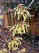 HAMAMELIS INTERMEDIA ARNOLD PROMISE