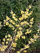 HAMAMELIS INTERMEDIA ARNOLD PROMISE