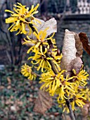 HAMAMELIS INTERMEDIA DOERAK