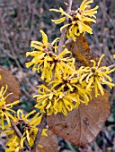 HAMAMELIS INTERMEDIA DOERAK