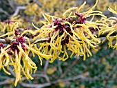 HAMAMELIS INTERMEDIA ORANGE BEAUTY