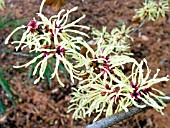 HAMAMELIS INTERMEDIA SUNBURST