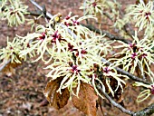 HAMAMELIS INTERMEDIA SUNBURST