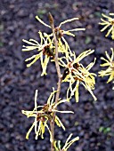 HAMAMELIS INTERMEDIA WESTERSTEDE