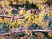 HAMAMELIS JAPONICA ARBOREA