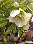 HELLEBORUS ORIENTALIS WHITE LADY