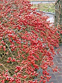 ILEX VERTICILLATA RED SPRITE