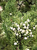 JUNIPERUS CHINENSIS KAIZUKA (AGM), (SYN. JUNIPERUS CHINENSIS TORULOSA), (SHOWING BERRIES)