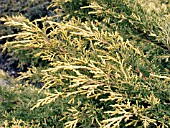 JUNIPERUS PFITZERIANA SAYBROOK GOLD