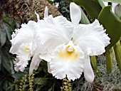 ORCHID CATTLEYA