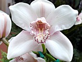 ORCHID CYMBIDIUM PINK HALO