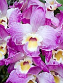 ORCHID DENDROBIUM CINDERELLA