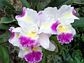 LAELIOCATTLEYA PRISM PALETTE MISCHIEF,  (ORCHID)