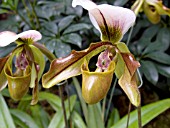 PAPHIOPEDILUM HILLI,  (ORCHID)