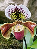 PAPHIOPEDILUM MILMOORE,  (ORCHID)