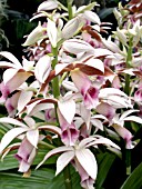 PHAIUS WINDY HILL (ORCHID)