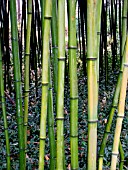 PHYLLOSTACHYS AUREOSULCATA,  (YELLOW GROOVE BAMBOO)