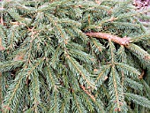 PICEA ABIES PENDULA FOLIAGE CLOSE UP