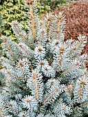 PICEA PUNGENS CORBET,  (COLORADO SPRUCE)