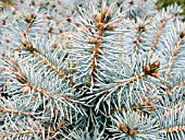 PICEA PUNGENS ST. MARYS BROOM,  (COLORADO SPRUCE)