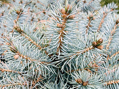 PICEA_PUNGENS_ST_MARYS_BROOM__COLORADO_SPRUCE