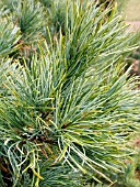 PINUS PARVIFLORA GLAUCA,  (JAPANESE WHITE PINE)